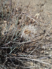porophyllum gracile